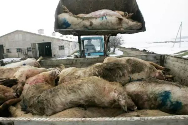 猪瘟的传播途径,可通过人员、饲料等传播