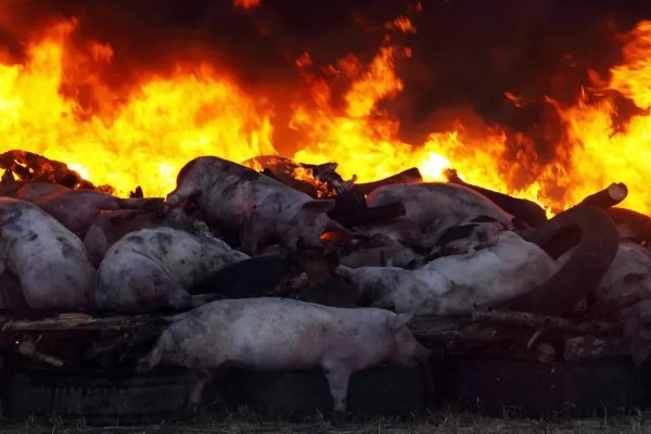 猪瘟的传播途径,可通过人员、饲料等传播