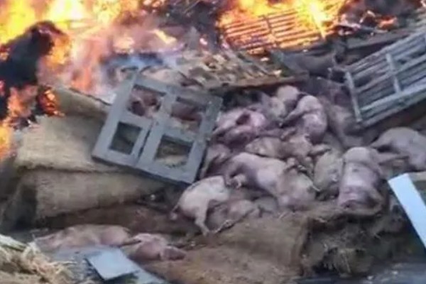 猪瘟的传播途径,可通过人员、饲料等传播