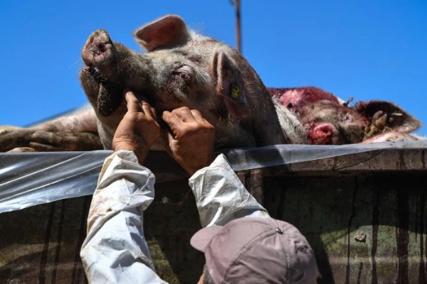 猪瘟的传播途径,可通过人员、饲料等传播