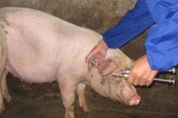 猪瘟的传播途径,可通过人员、饲料等传播