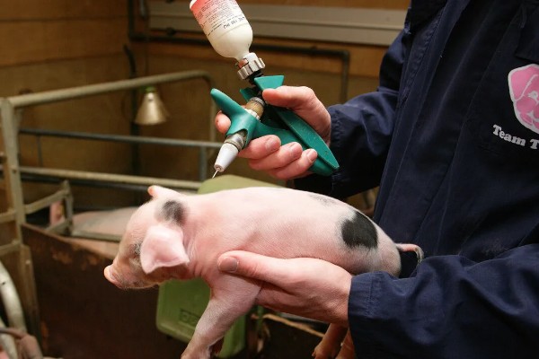 猪瘟的传播途径,可通过人员、饲料等传播