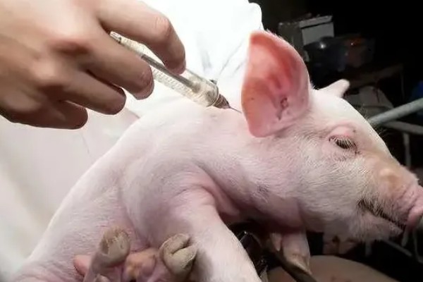 猪瘟的传播途径,可通过人员、饲料等传播