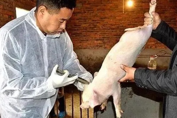 猪瘟的传播途径,可通过人员、饲料等传播