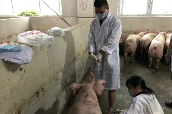 猪瘟的传播途径,可通过人员、饲料等传播