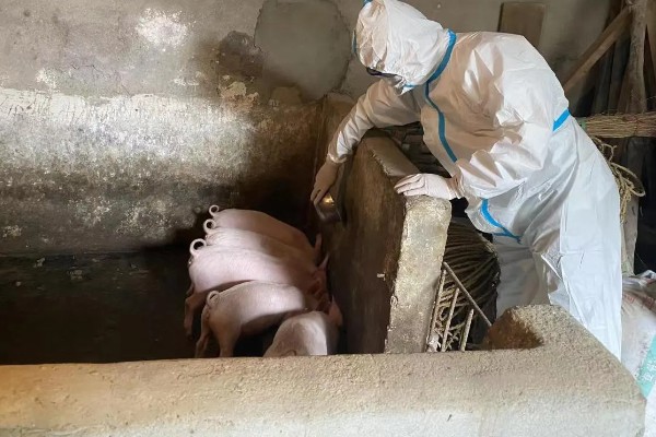 猪瘟的传播途径,可通过人员、饲料等传播