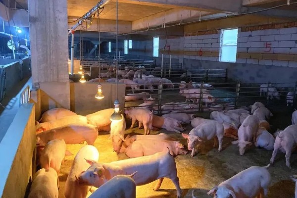 猪瘟的传播途径,可通过人员、饲料等传播