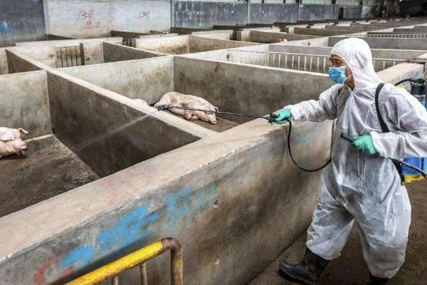 猪瘟的传播途径,可通过人员、饲料等传播