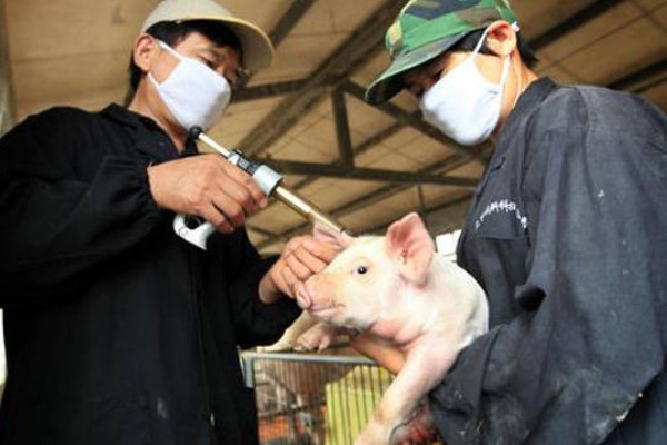 猪瘟的传播途径,可通过人员、饲料等传播