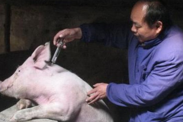 猪瘟的传播途径,可通过人员、饲料等传播