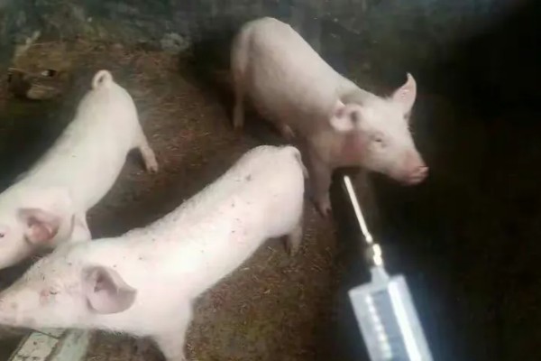 猪瘟的传播途径,可通过人员、饲料等传播