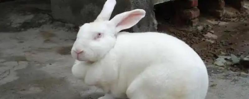 獭兔的生活习性，具有昼静夜动的习性