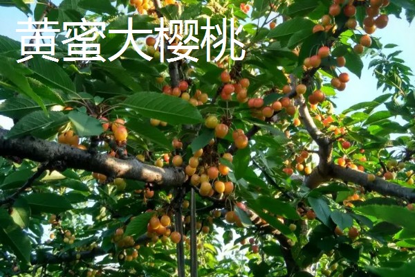 黄蜜大樱桃与红蜜有何区别，品种和生长特征不同