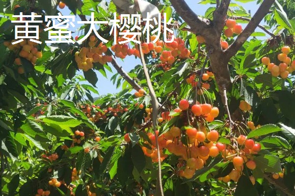 黄蜜大樱桃与红蜜有何区别，品种和生长特征不同