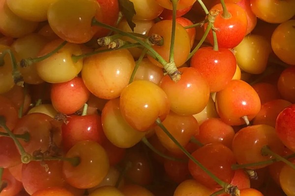 黄蜜大樱桃与红蜜有何区别，品种和生长特征不同