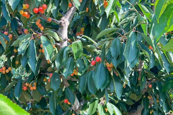 黄蜜大樱桃与红蜜有何区别，品种和生长特征不同