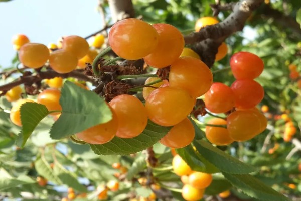黄蜜大樱桃与红蜜有何区别，品种和生长特征不同