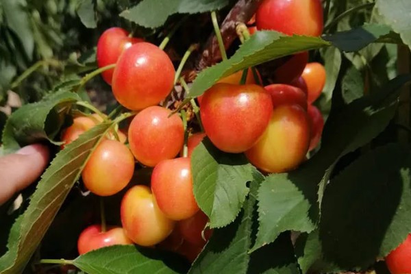 黄蜜大樱桃与红蜜有何区别，品种和生长特征不同