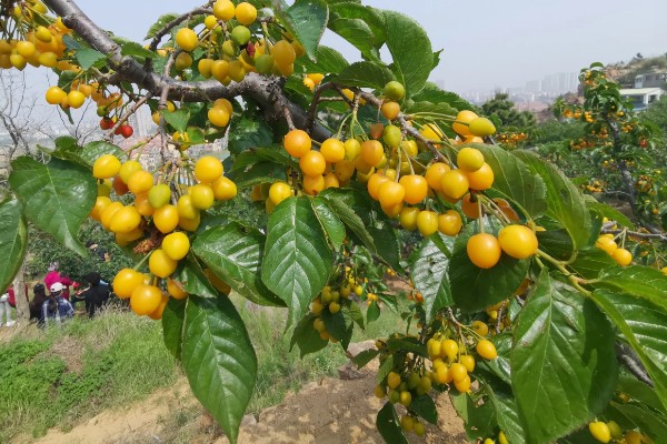 黄蜜大樱桃与红蜜有何区别，品种和生长特征不同