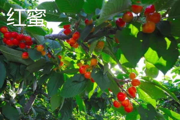 黄蜜大樱桃与红蜜有何区别，品种和生长特征不同