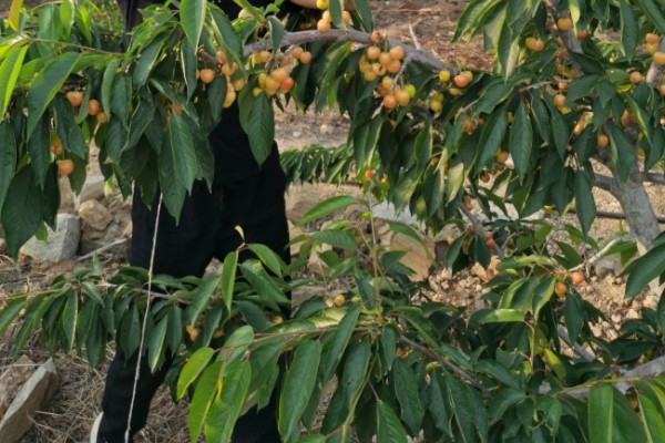 黄蜜大樱桃与红蜜有何区别，品种和生长特征不同