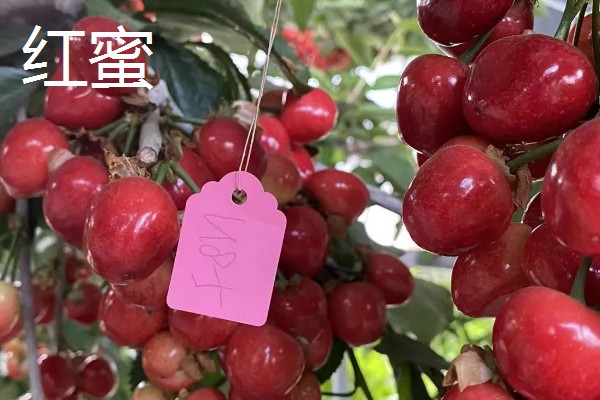 黄蜜大樱桃与红蜜有何区别，品种和生长特征不同