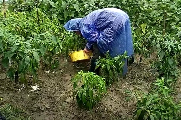 辣椒开花结果期怎么施肥,多施人粪尿和腐熟的饼肥