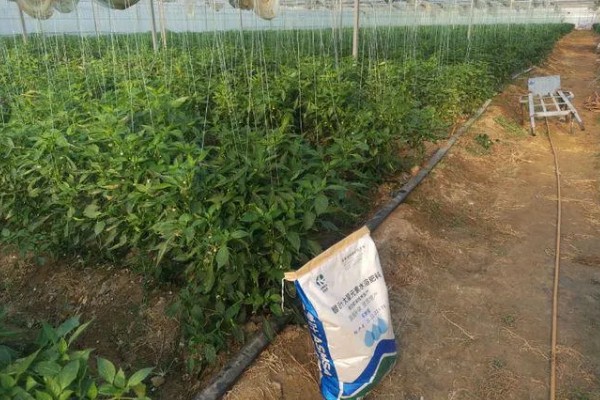 辣椒开花结果期怎么施肥,多施人粪尿和腐熟的饼肥