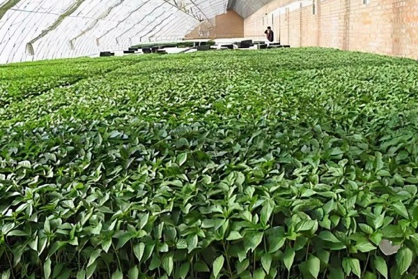 辣椒开花结果期怎么施肥,多施人粪尿和腐熟的饼肥