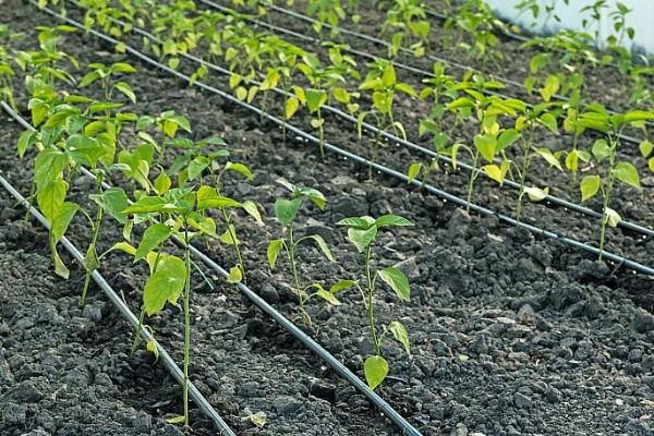 辣椒开花结果期怎么施肥,多施人粪尿和腐熟的饼肥