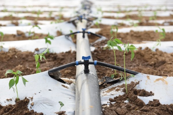 辣椒开花结果期怎么施肥,多施人粪尿和腐熟的饼肥