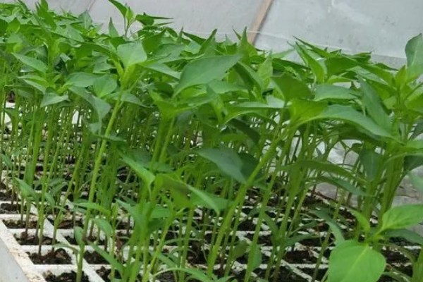 辣椒开花结果期怎么施肥,多施人粪尿和腐熟的饼肥