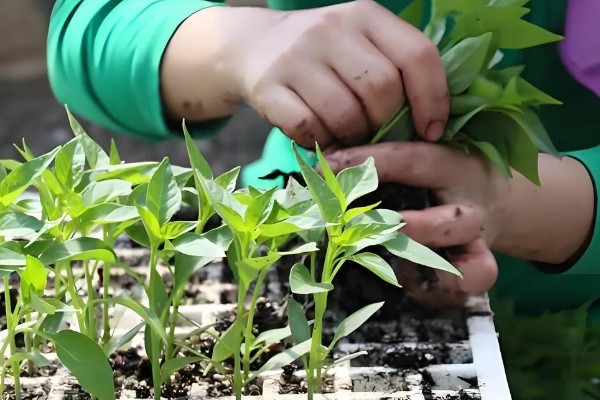 辣椒开花结果期怎么施肥,多施人粪尿和腐熟的饼肥