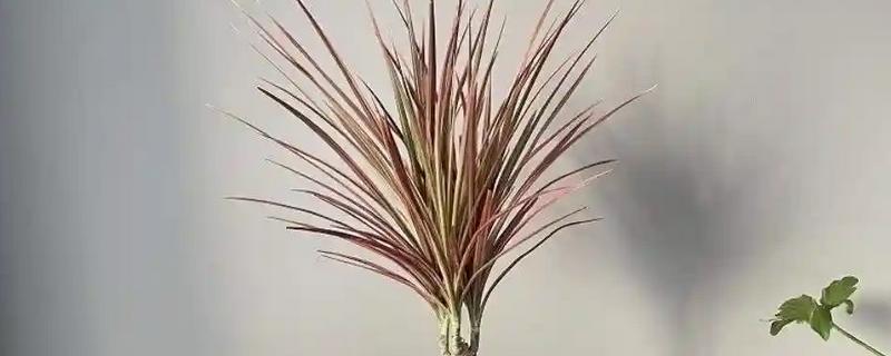 千年木截顶修剪的方式，可在每年春季摘心