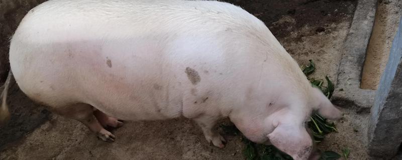 母猪的饲养管理方法，配种前注射维生素E可提高受胎率和分娩率