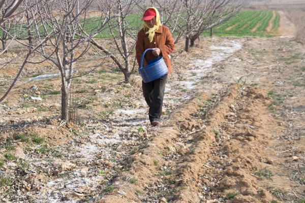有哪些自制氮肥，原料有瓜果皮、废菜叶等