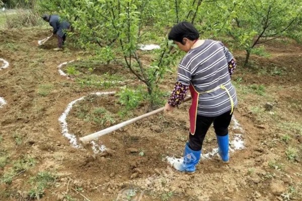 有哪些自制氮肥，原料有瓜果皮、废菜叶等