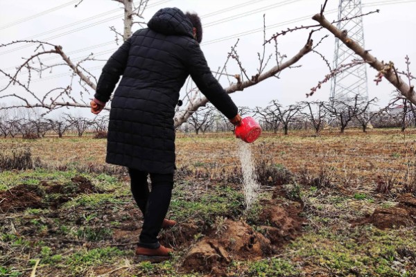 有哪些自制氮肥，原料有瓜果皮、废菜叶等