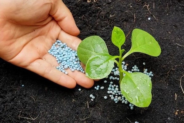 有哪些自制氮肥，原料有瓜果皮、废菜叶等