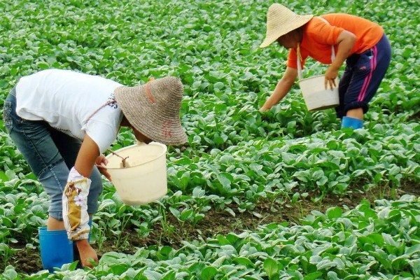 有哪些自制氮肥，原料有瓜果皮、废菜叶等