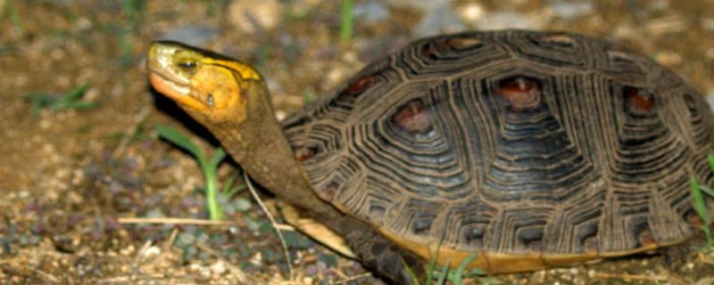 黄额闭壳龟会不会冬眠，在自然环境中从11月份开始冬眠