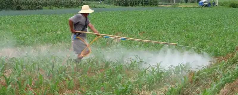 玉米除草剂怎么使用，根据杂草种群选择对应药剂