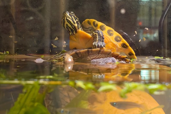 火焰龟一年产多少次蛋,一年可以产蛋四次