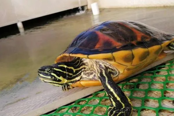 火焰龟一年产多少次蛋,一年可以产蛋四次