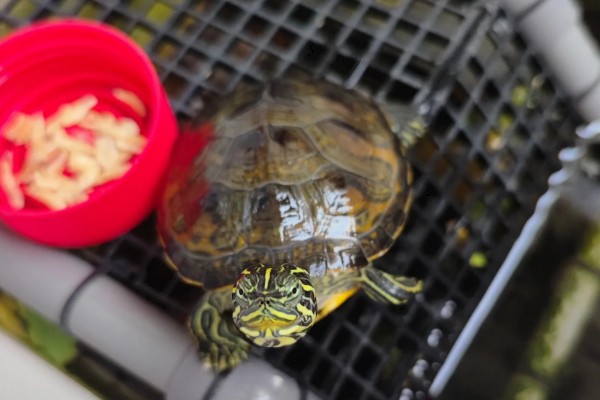 火焰龟一年产多少次蛋,一年可以产蛋四次