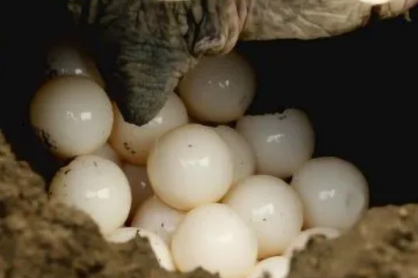 火焰龟一年产多少次蛋,一年可以产蛋四次