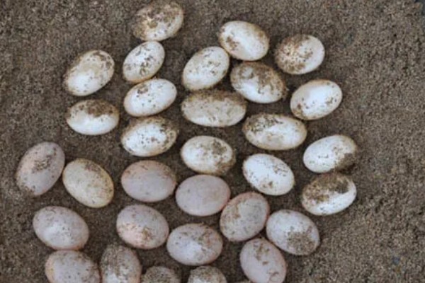 火焰龟一年产多少次蛋,一年可以产蛋四次