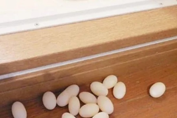 火焰龟一年产多少次蛋,一年可以产蛋四次