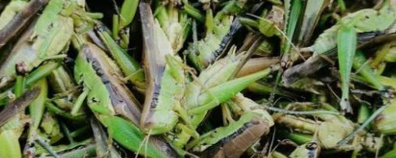 中华稻蝗的分布范围，北起黑龙江南至广东