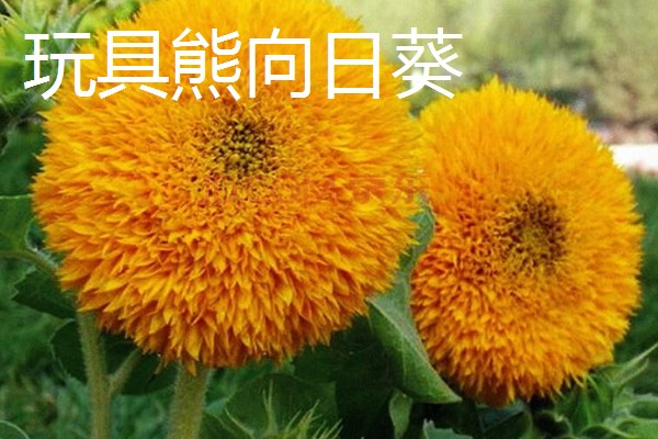 观赏向日葵品种,推荐玩具熊向日葵、太阳斑向日葵等